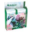 Bloomburrow Collector Booster Display - Englisch